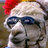 llamadrama