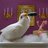 MetalParakeet