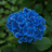 blue hydrangea