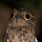 Sexy Potoo