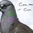 Coo Coo