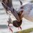 Drowning Pidgeon