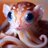 squid kitten
