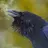 corvuscorax