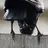 corvuscorax
