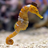Invertebrate Horse