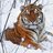 SiberianTiger