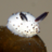 Spineless Slug