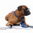 Atypical Dog