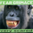 CHIMP FEAR