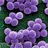 Staphylococcus aureus