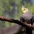 A Cockatiel