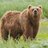 Just_a_bear