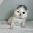 tinidazolekitten