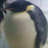 Gigantic Penguin