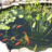 Pond