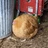 Poultry