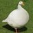 ObeseGeese
