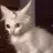 Bemused Cat