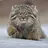 Pallas' Cat