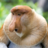 Ape-Centric