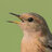 Pipit