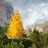 The Larch