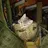 Artyom's Kot