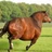 A Gunt with no name