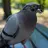 That Bird With The Shades