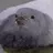 Pigeon Enthusiast