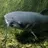 Channel_Catfish
