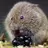 37 Voles in a Trenchcoat