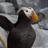 Tufted Puffin