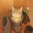 Shoe Cat