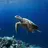 seacaregiver