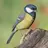 Paridae