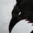 Crow