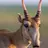 Saiga
