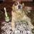 Big Money Dog
