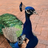 Flaw Peacock
