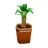Dracaena marginata