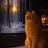Big Fat Orange Cat