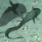 false catshark