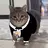 crazycatgentleman