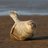 Happy Seal