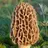 morel style individual