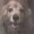dogsog