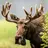 Anony Moose