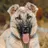 KURDISH KANGAL